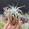 Tillandsia Tectorum Ecuador small