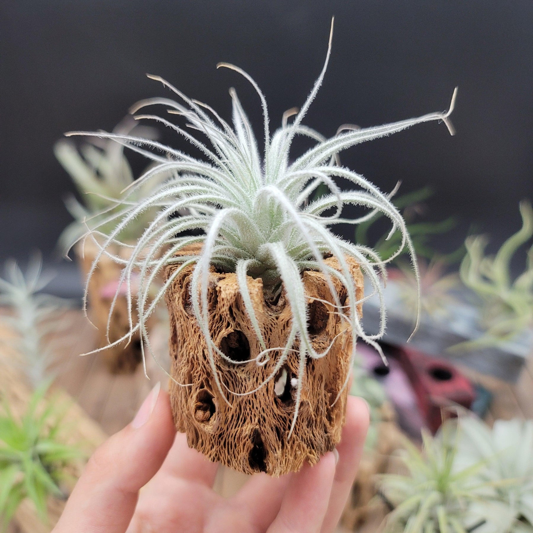 white fuzzy air plant Tillandsia Tectorum Ecuador small