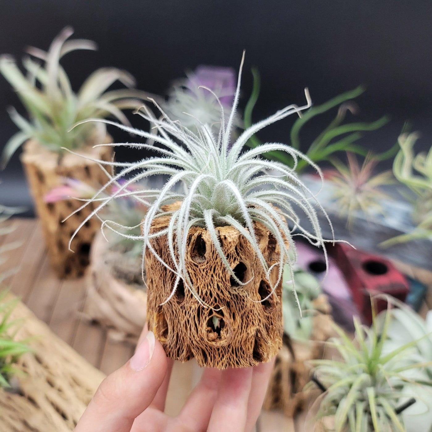 healthy air plant Tillandsia Tectorum Ecuador small