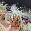 Tillandsia Tectorum Ecuador small