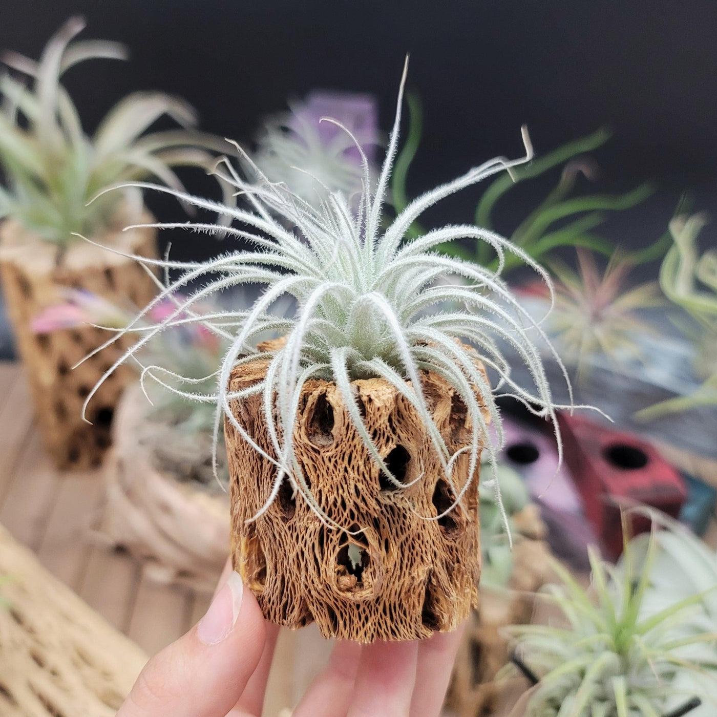 unusual air plants Tillandsia Tectorum Ecuador small