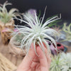 Tillandsia Tectorum Ecuador small