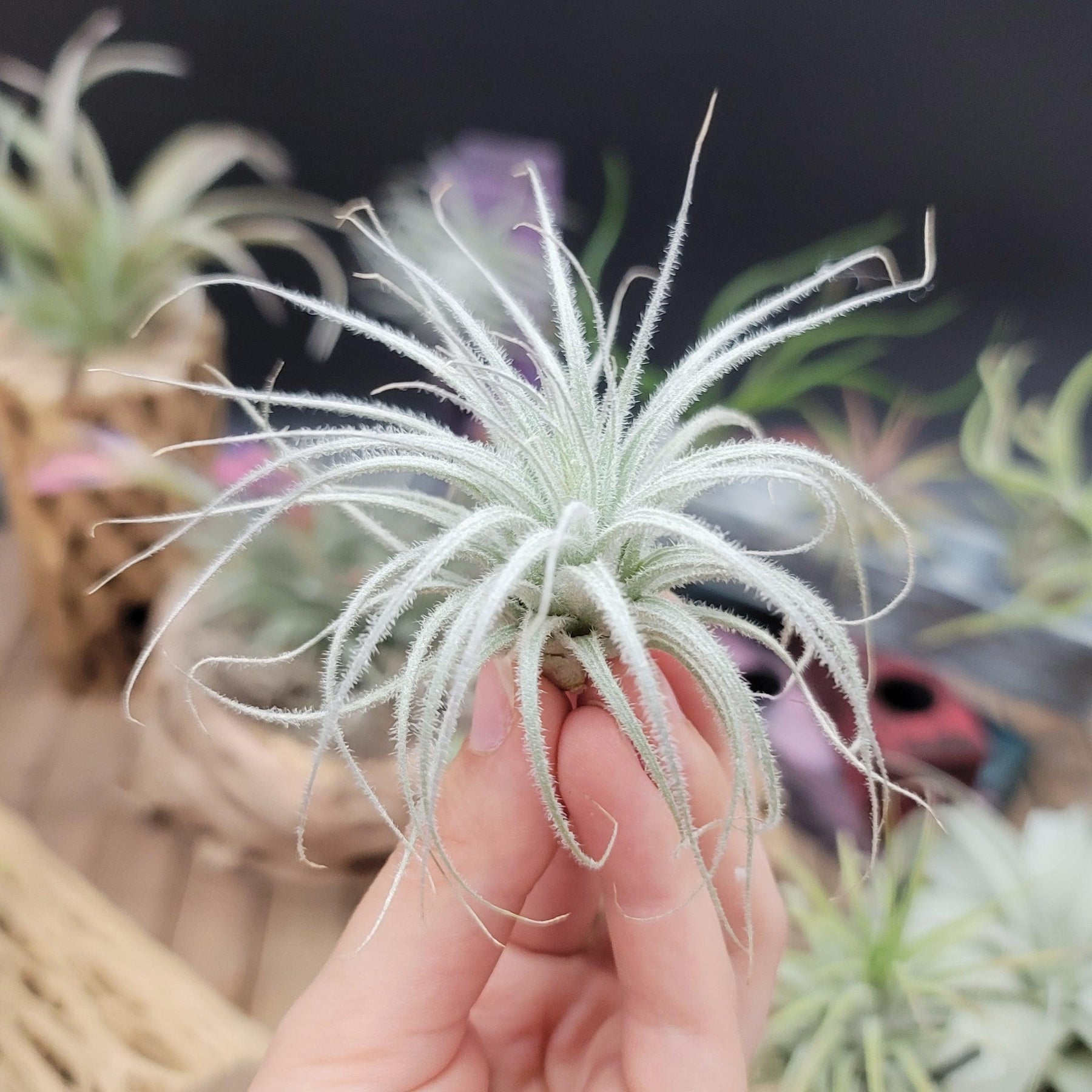 tectorum air plant Tillandsia Tectorum Ecuador small