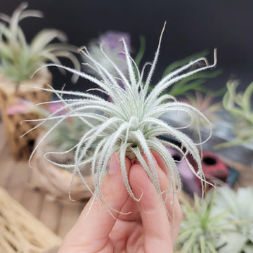 fuzzy air plant Tillandsia Tectorum Ecuador small