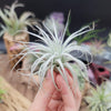 Tillandsia Tectorum Ecuador small