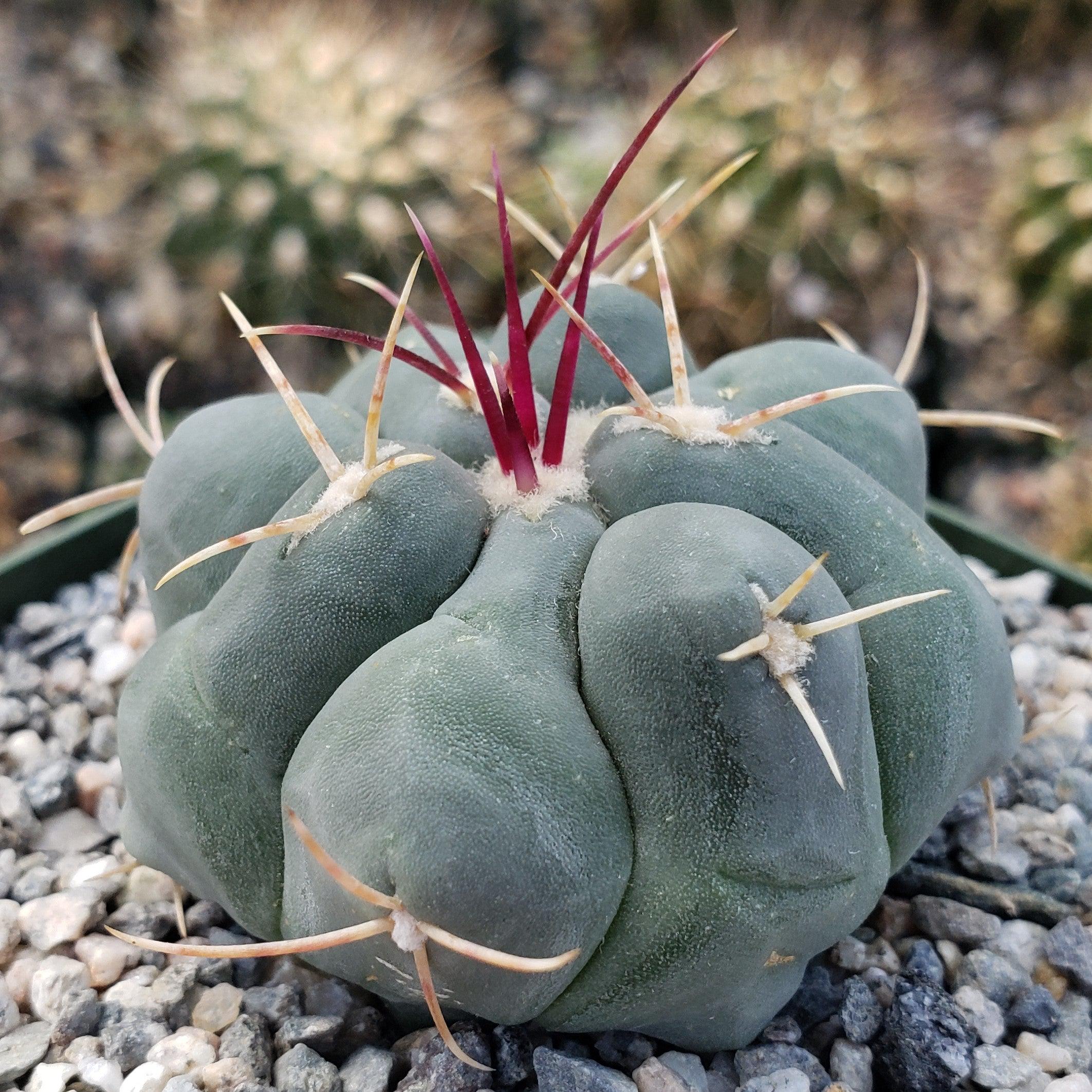 Thelocactus hexaedrophorus