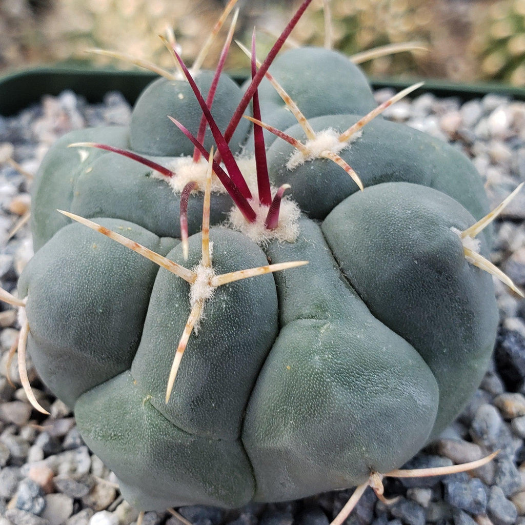 Thelocactus hexaedrophorus