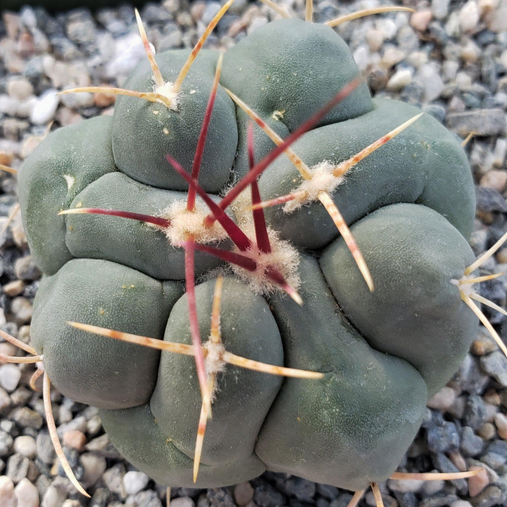 Thelocactus hexaedrophorus