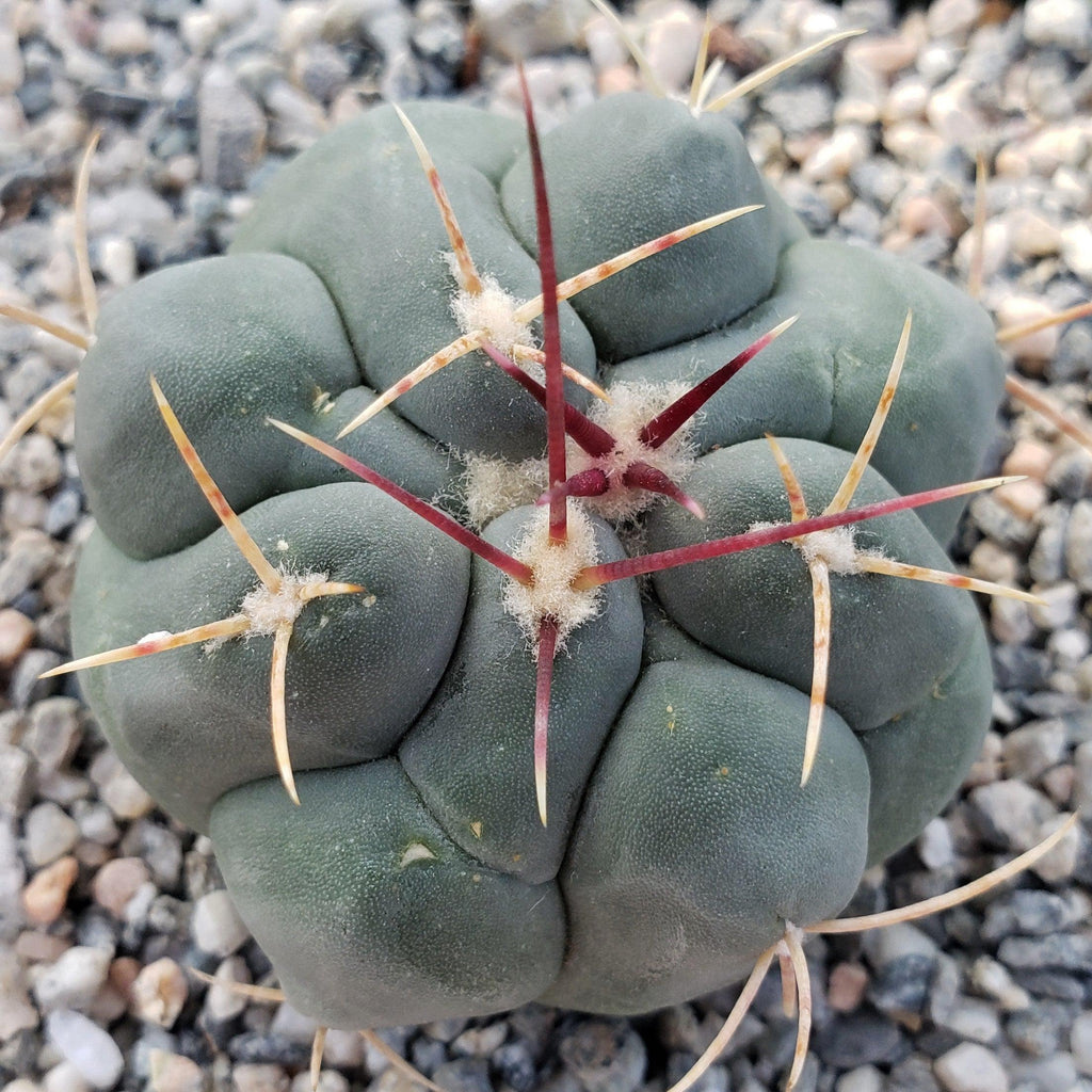 Thelocactus hexaedrophorus
