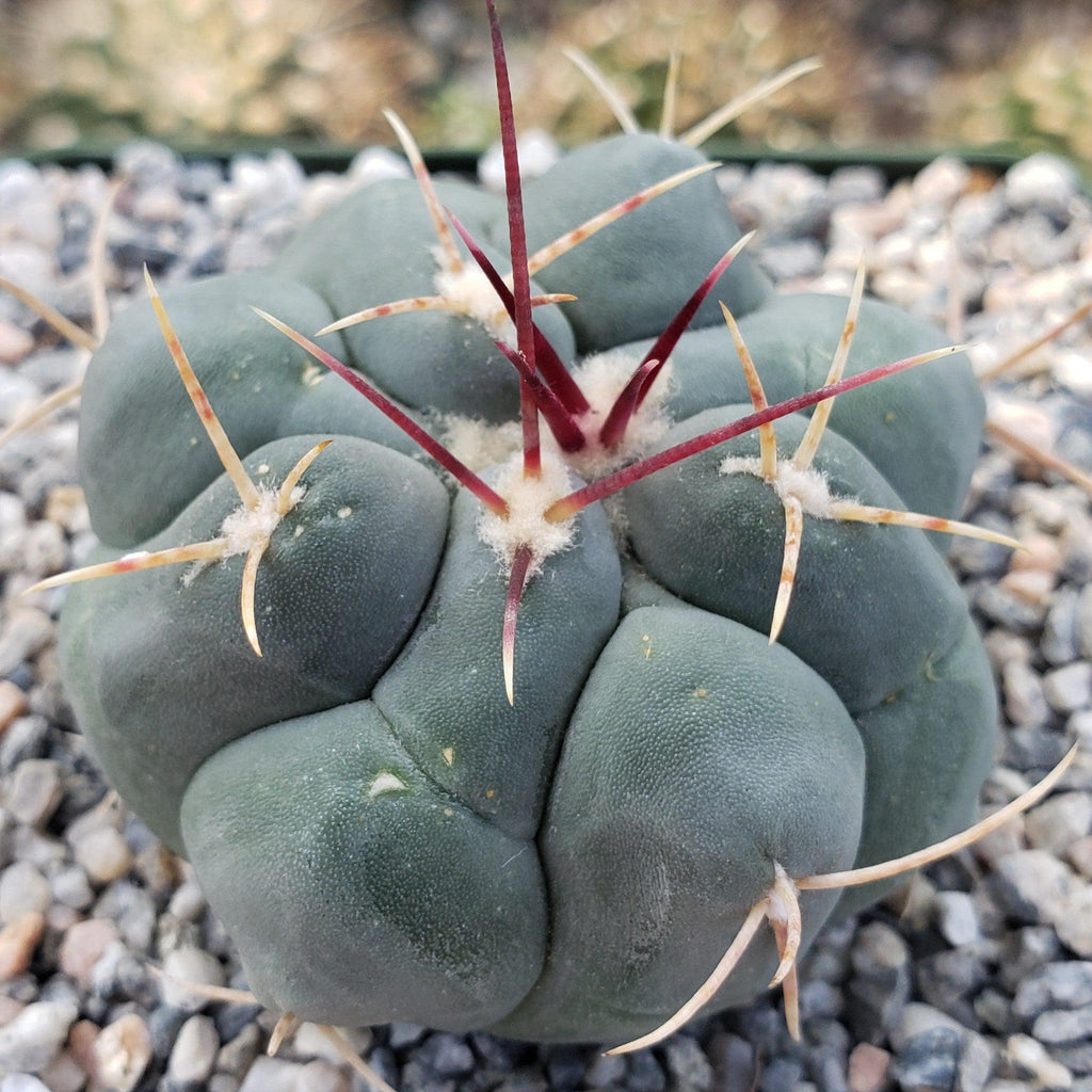 Thelocactus hexaedrophorus