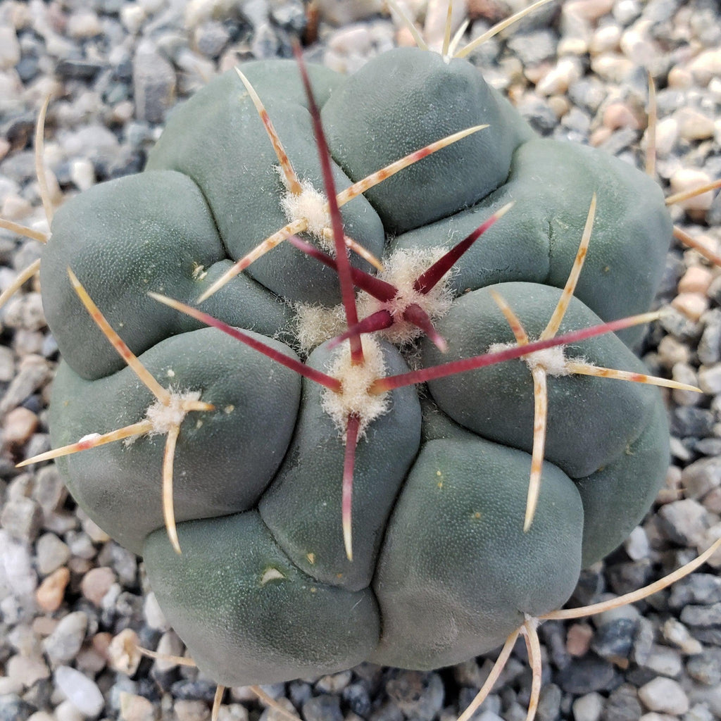 Thelocactus hexaedrophorus