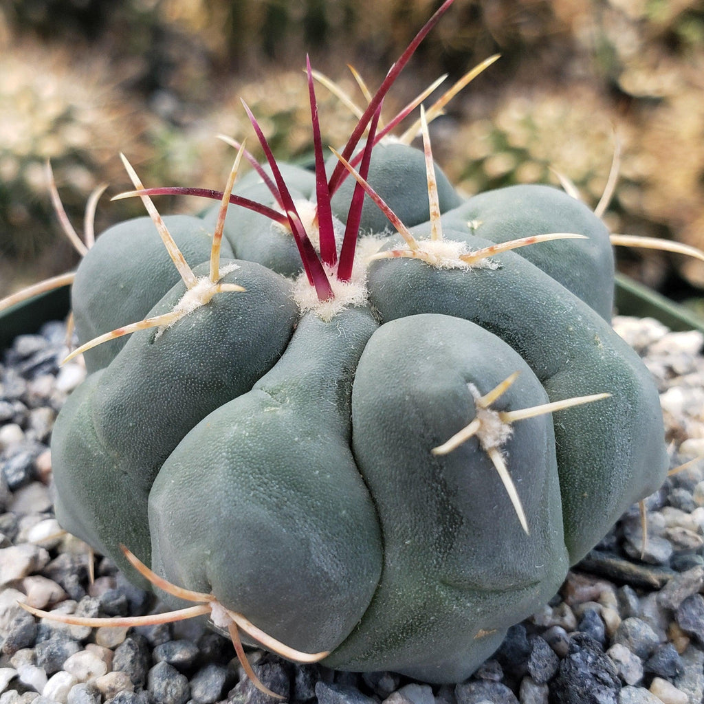 Thelocactus hexaedrophorus