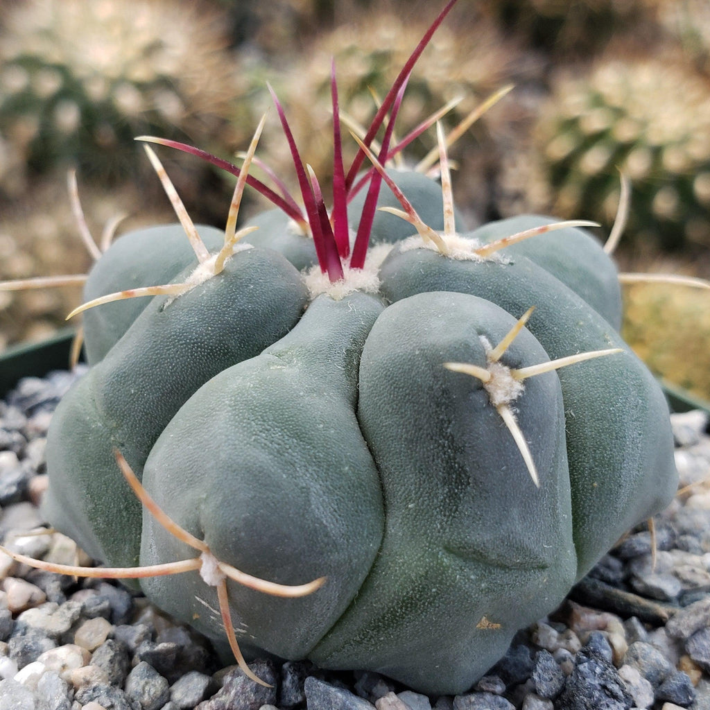 Thelocactus hexaedrophorus