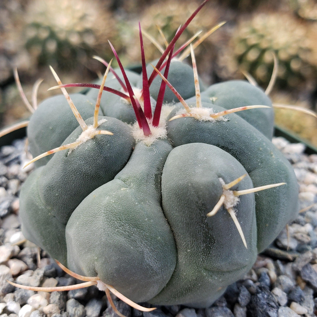 Thelocactus hexaedrophorus