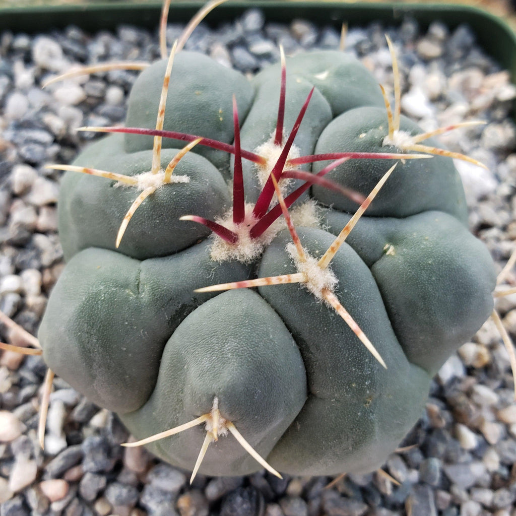 Thelocactus hexaedrophorus