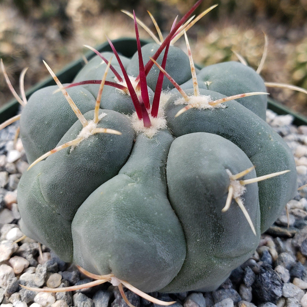 Thelocactus hexaedrophorus