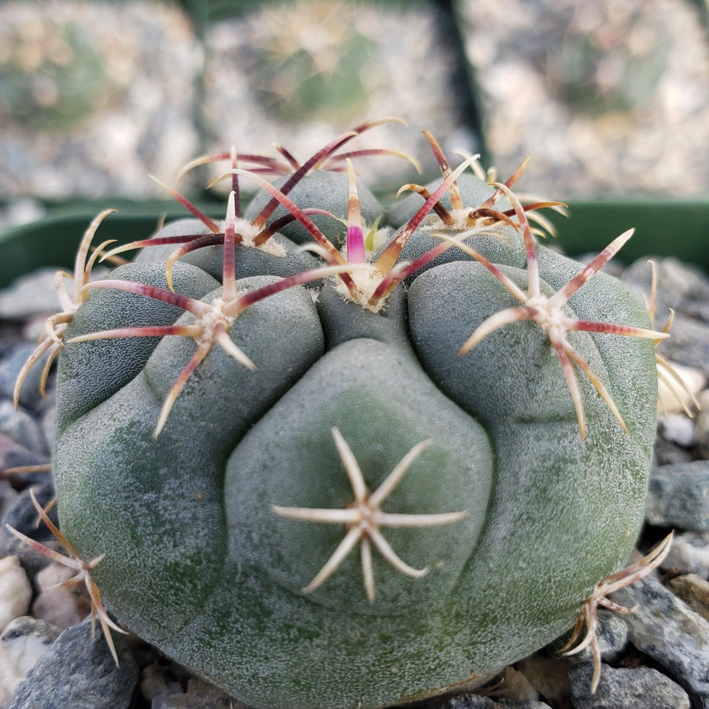 Thelocactus lloydii major