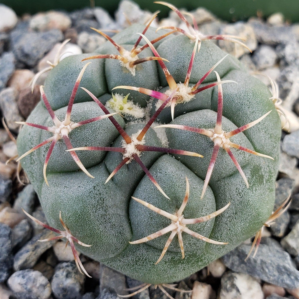 Thelocactus lloydii major