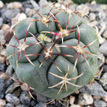 Thelocactus lloydii major – Planet Desert