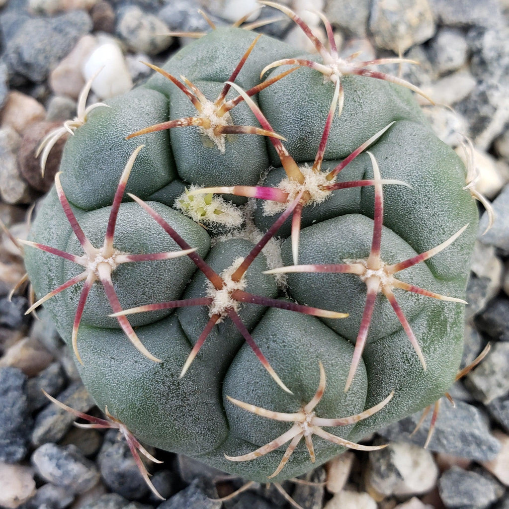Thelocactus lloydii major