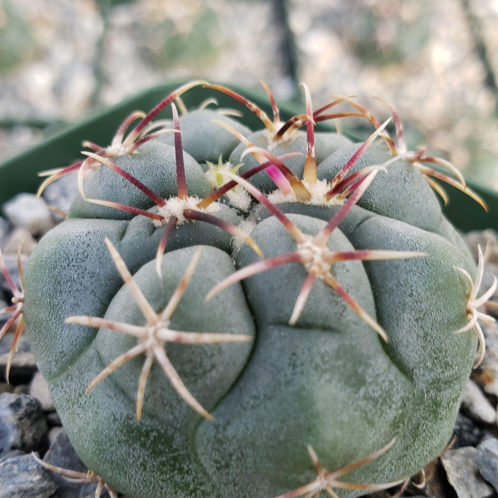 Thelocactus lloydii major
