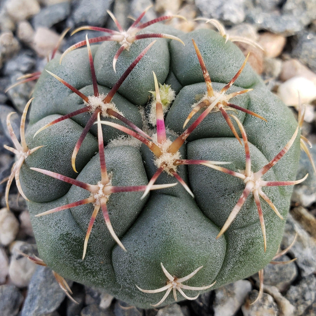 Thelocactus lloydii major