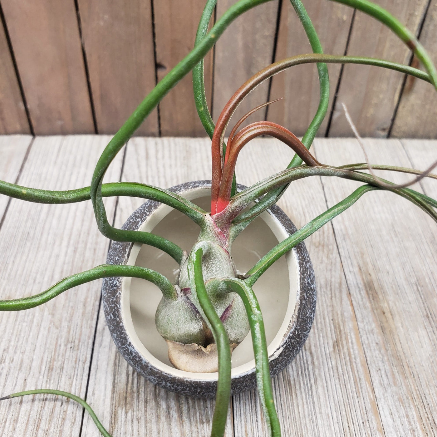 bulbosa air plant flower Tillandsia Bulbosa