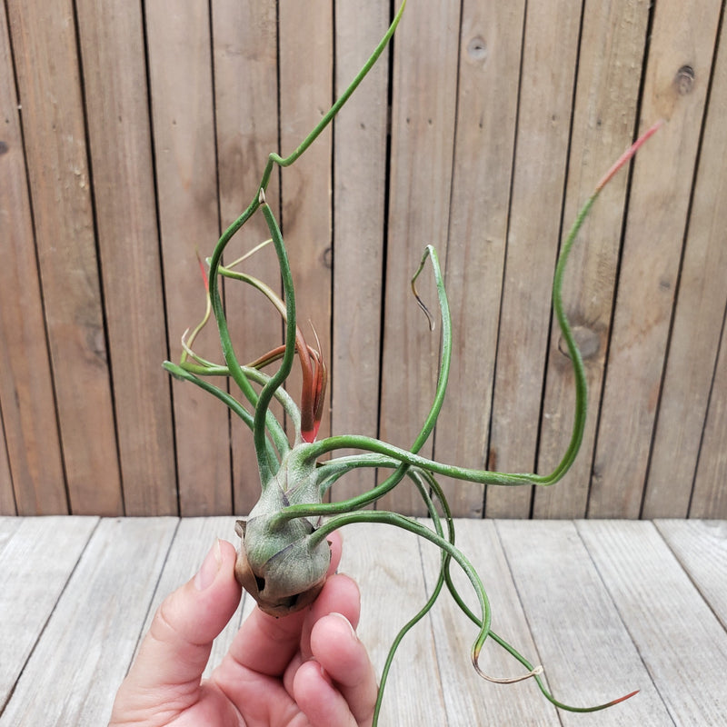 Buy Tillandsia Bulbosa Air Plant | Easy-Care | Planet Desert