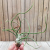 Tillandsia Bulbosa