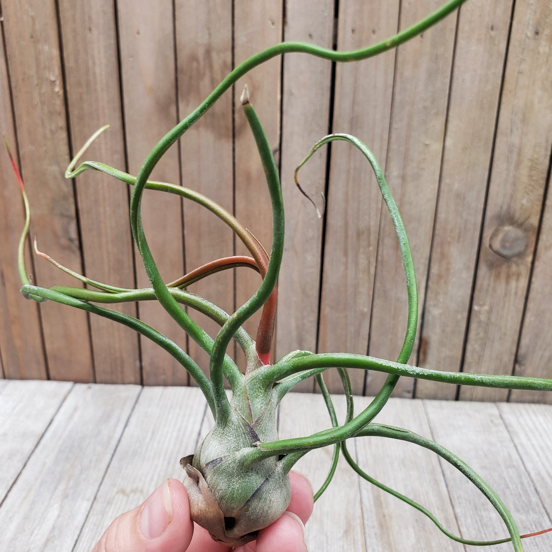 light bulb air plant Tillandsia Bulbosa