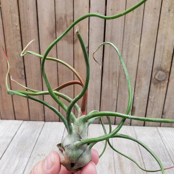 TillandsiaBulbosa_5_grande.jpg TillandsiaBulbosa_5_grande.jpg