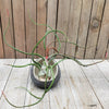 Tillandsia Bulbosa