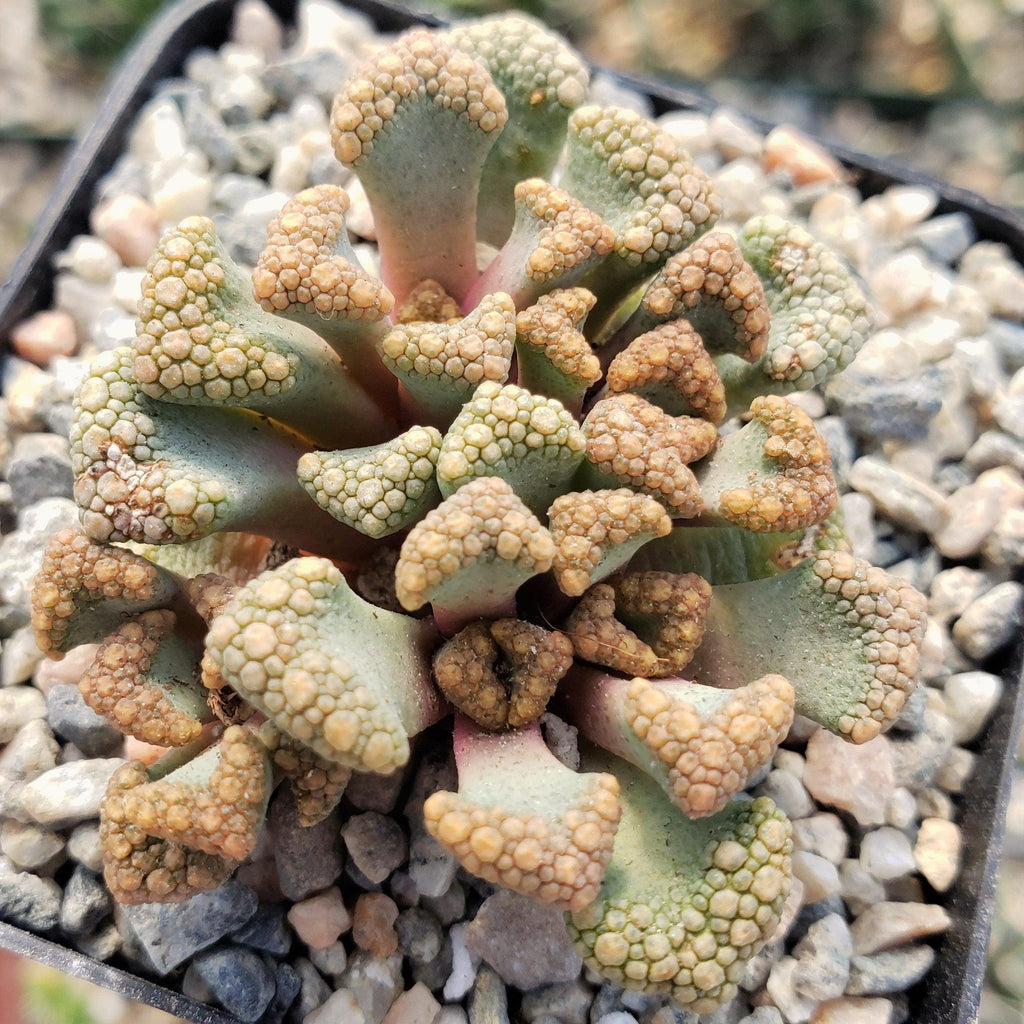 Titanopsis Hugo Schlechteri
