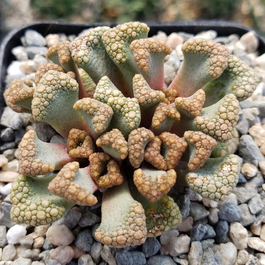 Titanopsis Hugo Schlechteri