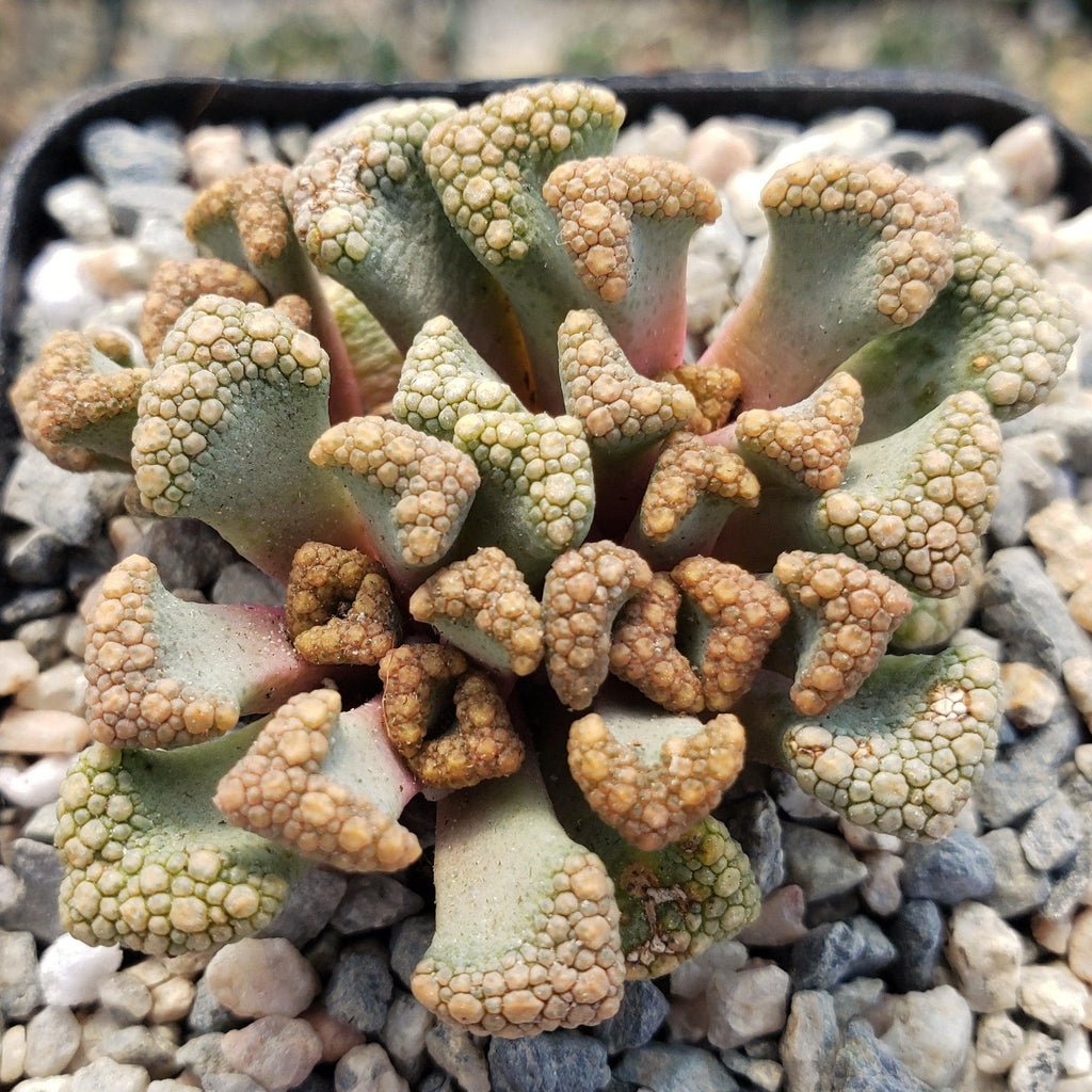 Titanopsis Hugo Schlechteri