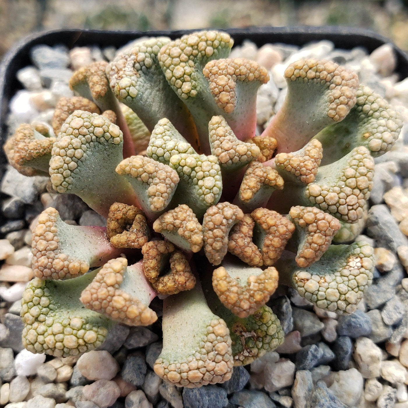 titanopsis succulent Shop For Titanopsis Hugo Schlechteri Succulent