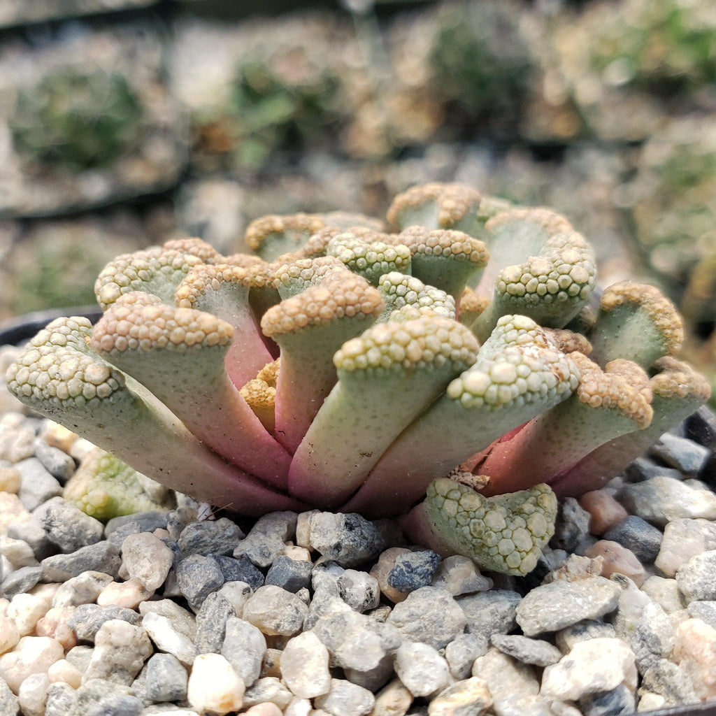 Titanopsis Hugo Schlechteri