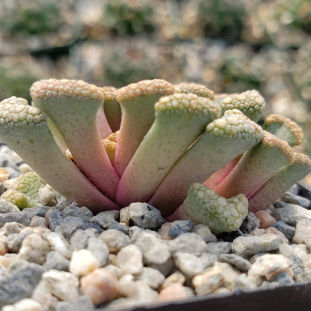 Titanopsis Hugo Schlechteri