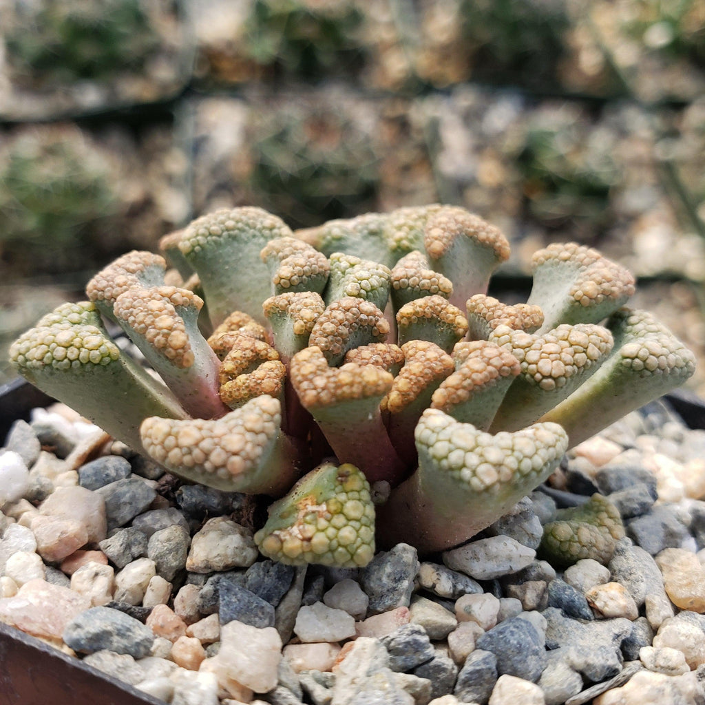 Titanopsis Hugo Schlechteri
