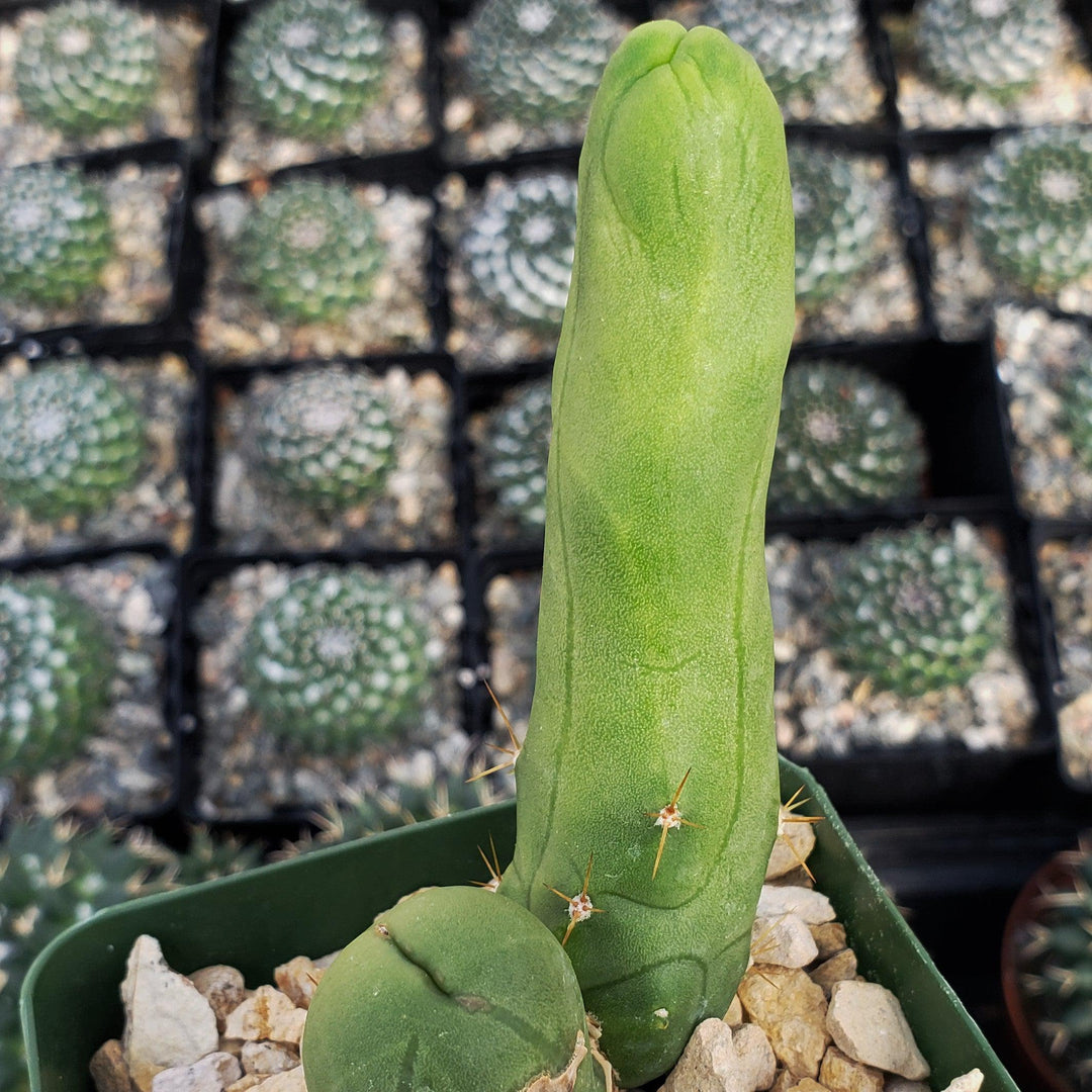 Penis Cactus - Trichocereus bridgesii monstrose – Planet Desert