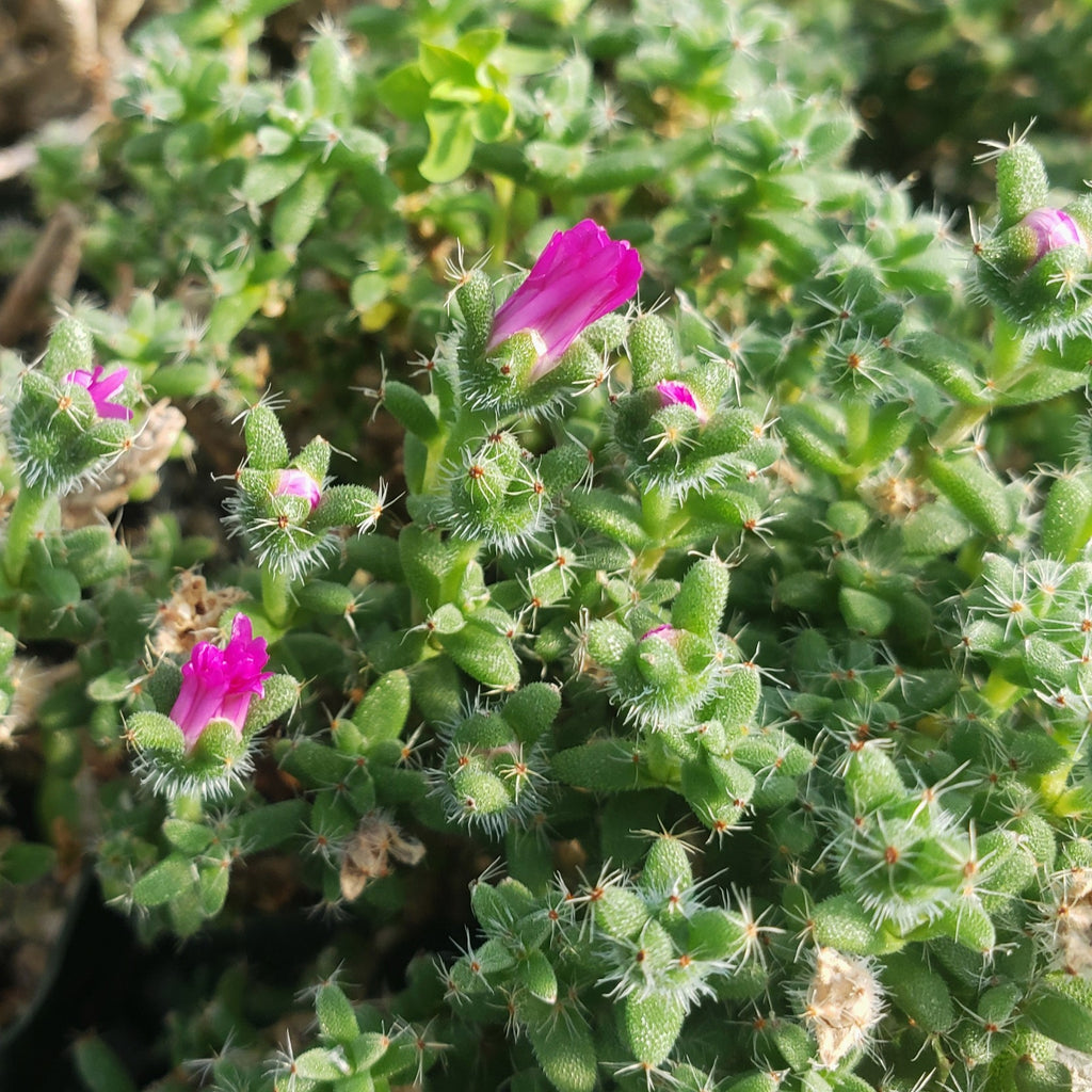 Trichodiadema bulbosom