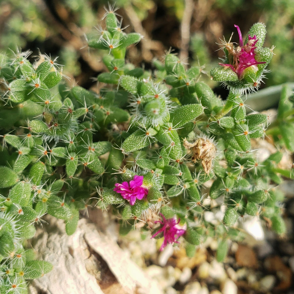 Trichodiadema bulbosom