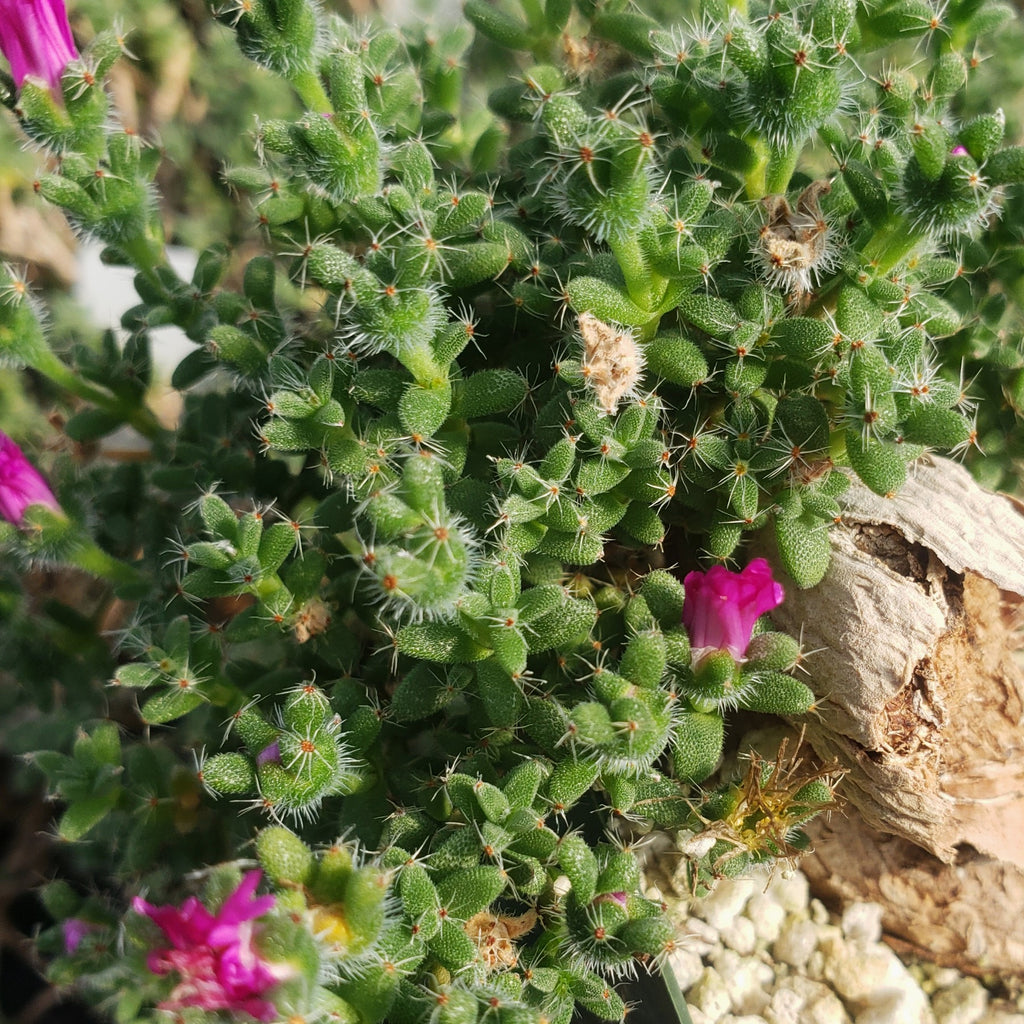 Trichodiadema bulbosom