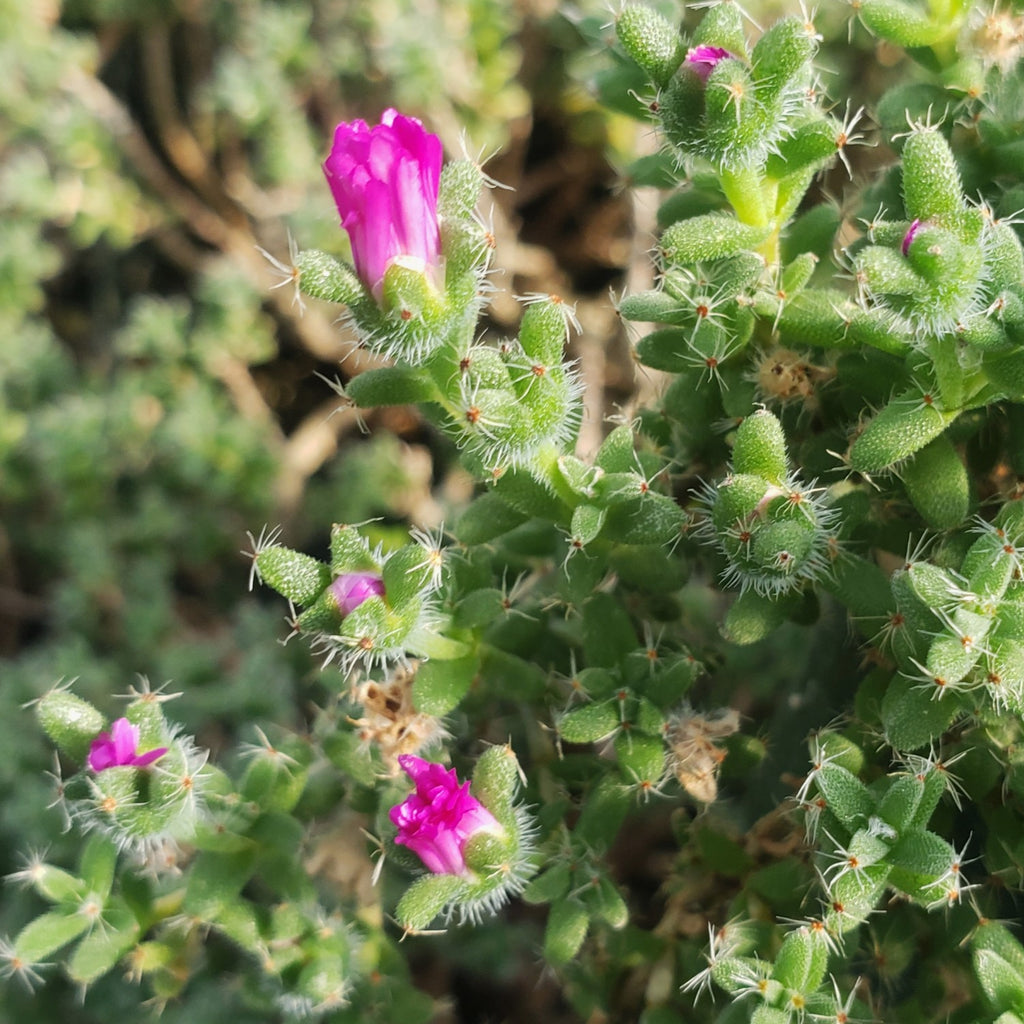 Trichodiadema bulbosom