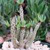 Tylecodon bucholzianus