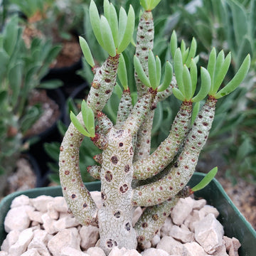 Shop for Tylecodon Bucholzianus Succulent online