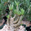 Tylecodon bucholzianus