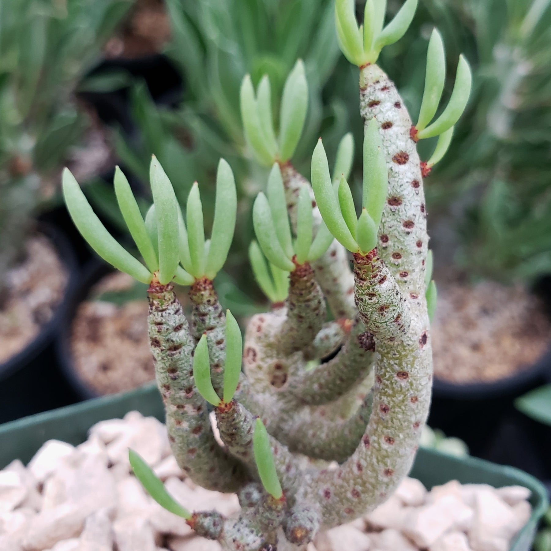 Tylecodon Pygmaeus Shop for Tylecodon Bucholzianus Succulent online | Planet Desert