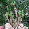 Tylecodon bucholzianus