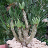 Tylecodon bucholzianus